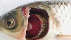 引起魚類爛鰓病的病因有哪些？如何防治？