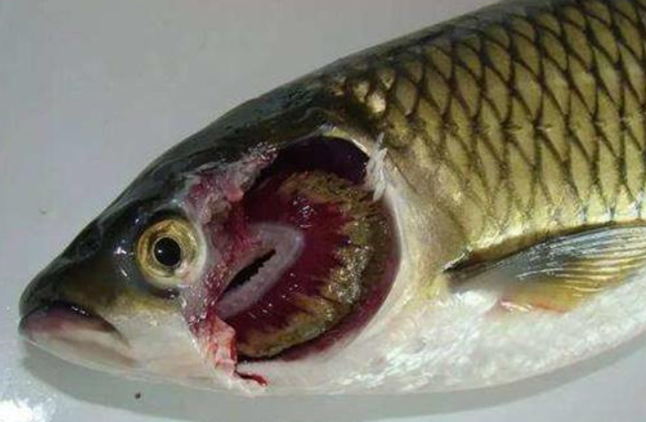 用樂(lè)欣 根治草魚(yú)爛腮