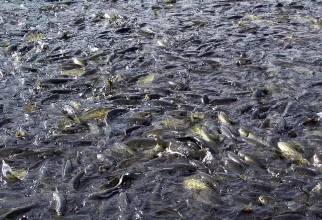 水產(chǎn)養(yǎng)殖魚(yú)病防控的基礎(chǔ)方法