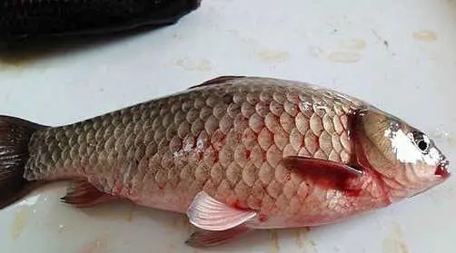 草魚出血病流行特征診斷與防治技術要點