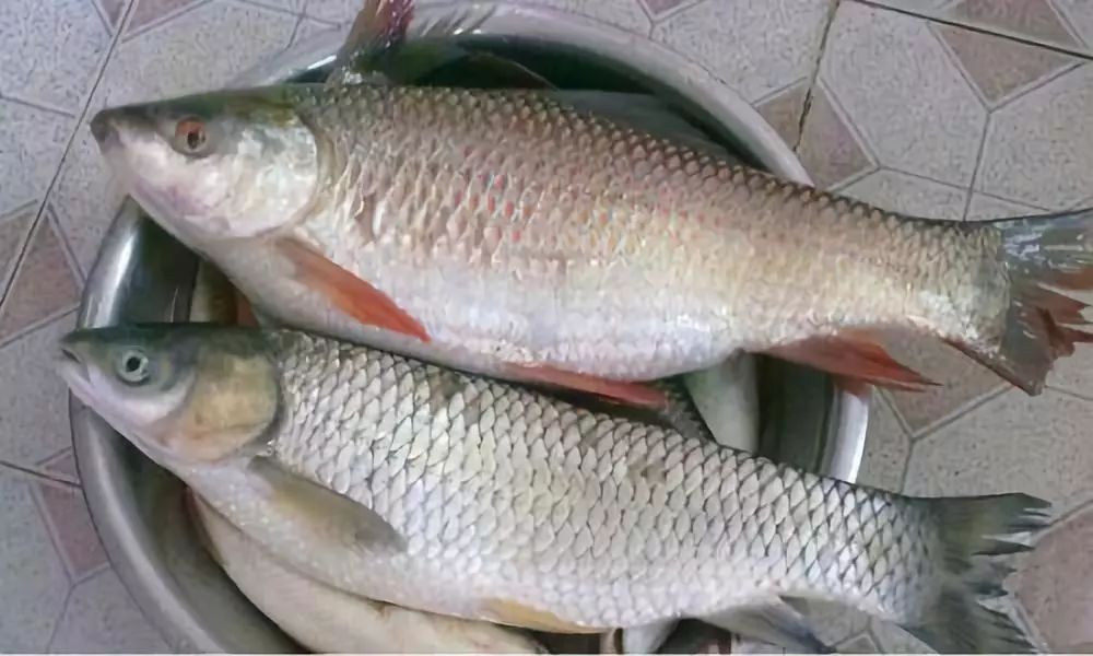 暴發性魚病的成因及對策