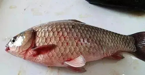 草魚病毒性出血病的預防措施