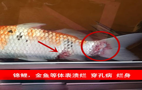 引起魚類肝膽疾病的原因和防治措施
