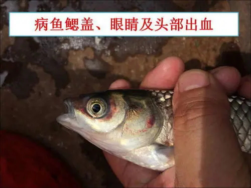 草魚細菌性敗血癥的癥狀是什么？怎樣預(yù)防?草魚細菌性敗血癥？ ...