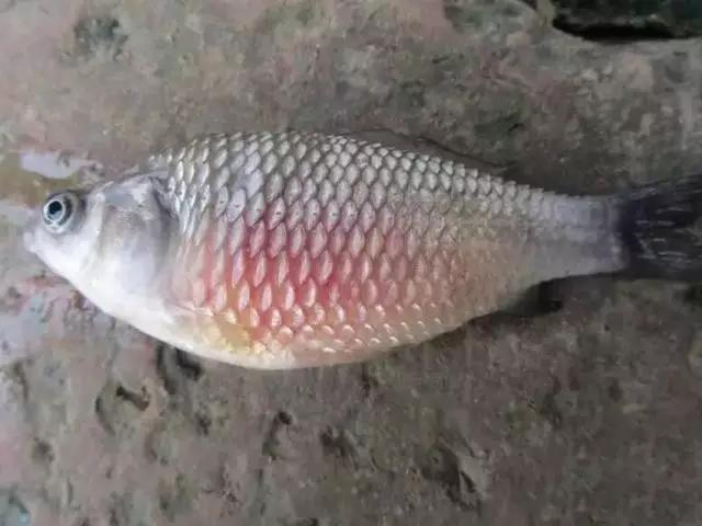 魚類豎鱗病的診斷鑒別和防治方法