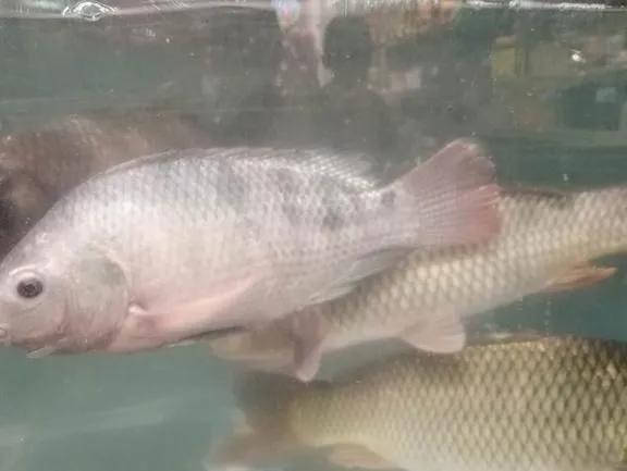夏季魚病多發(fā)，養(yǎng)殖戶必須知道的6條養(yǎng)殖技巧！