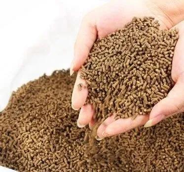 魚類為何容易患肝膽病，找到病因才能真正解決問題！