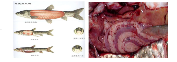 出血病范圍廣、發(fā)病率高，魚類常見幾種出血病分析及建議！ ...