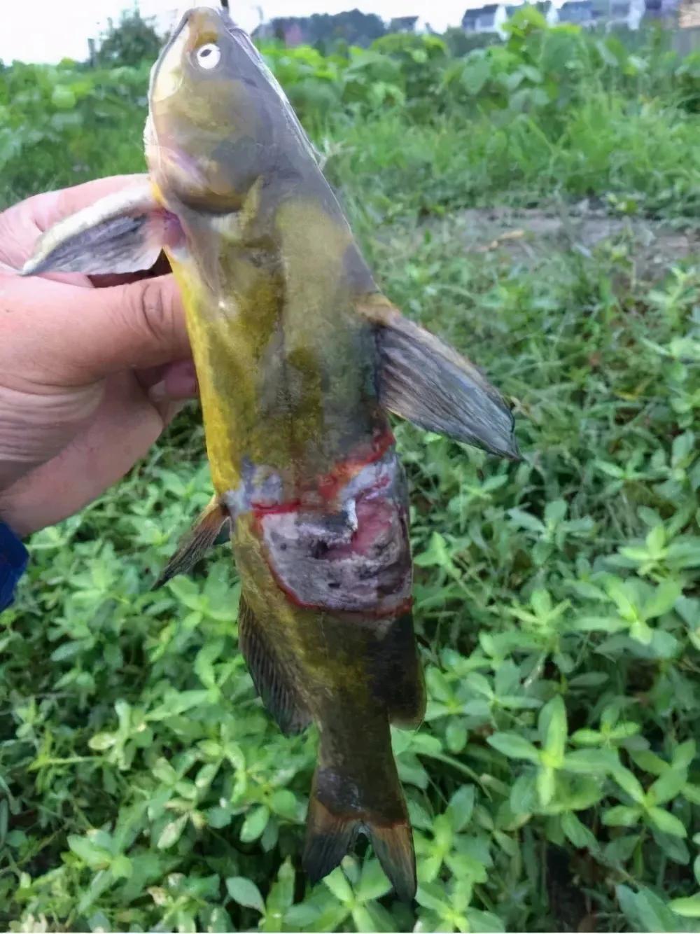 黃顙魚爛身來勢洶洶，給你三點管理要點！
