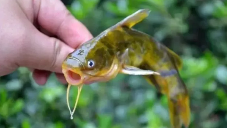 黃顙魚腹水病發病頻繁是什么原因？