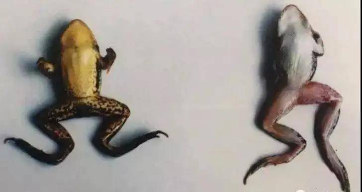 高溫季節，如何防治這種牛蛙紅腿病？
