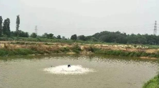 加州鱸出現爛身、潰瘍現象，我們該怎樣處理？