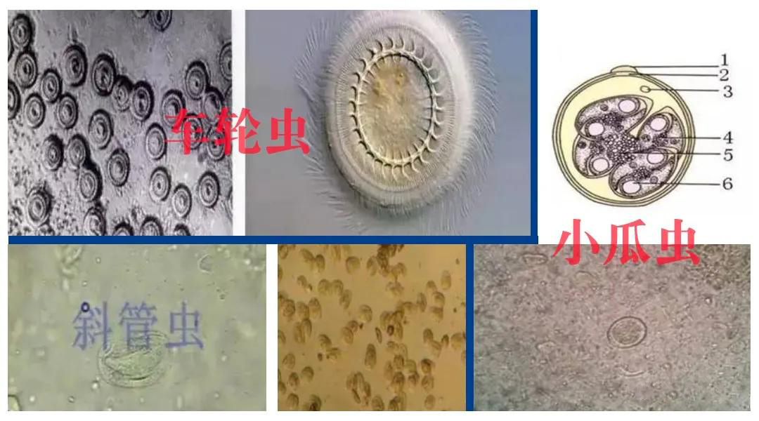 魚類養殖如何有效減少寄生蟲病害的發生