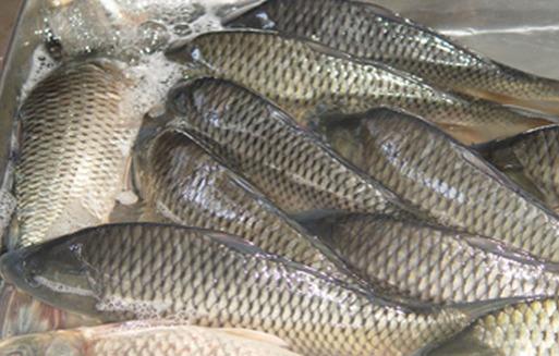 草魚飼料添加俠肝義膽——防治脂肪肝、保肝排毒！