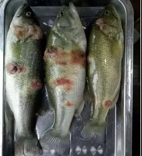 高溫天氣加州鱸爛身頻繁發該如何面對