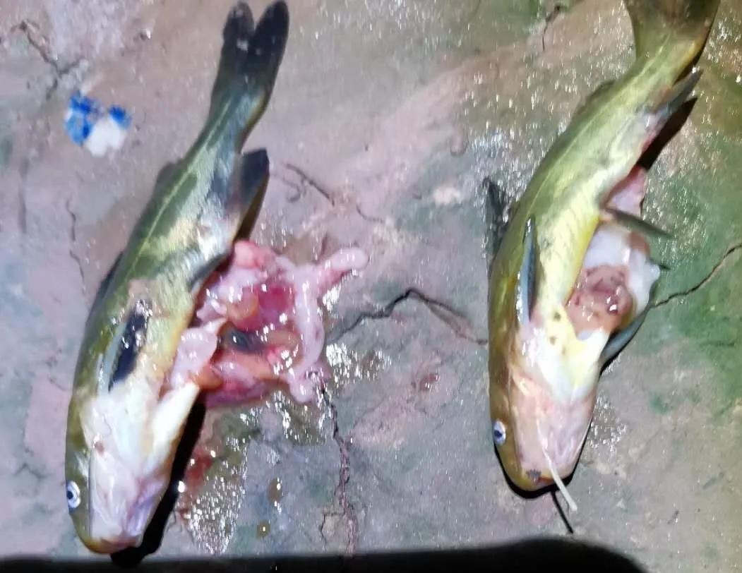 黃顙魚養殖否常用殺蟲藥？