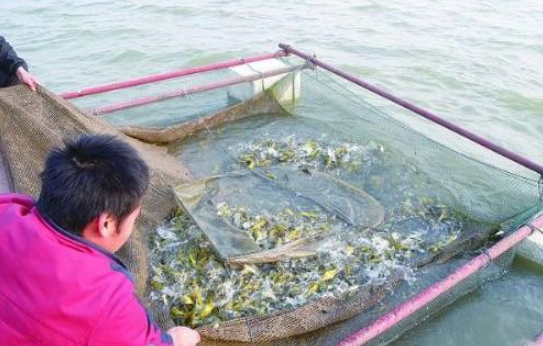 黃顙魚腹水病發病頻繁是什么原因？