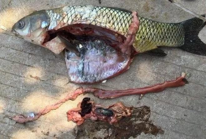 夏季草魚細菌性腸炎病的高發季節應該如何預防？