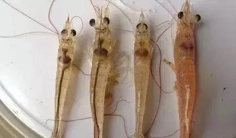 夏季高溫對蝦藥做好肝腸護理安穩度過病害高發期
