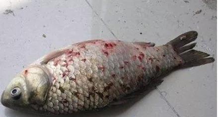 錨頭鳋對魚類有什么危害應該怎么辦？