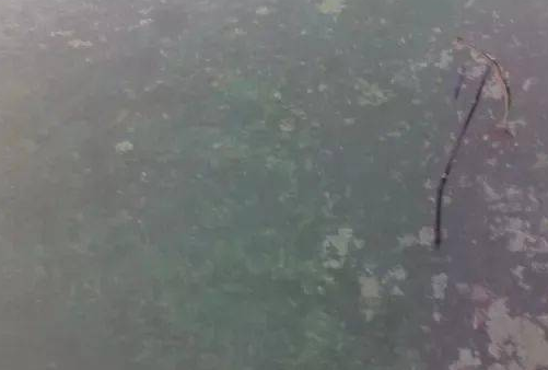 對蝦肌肉白濁什么原因引起？突發(fā)肌肉白濁如何處理