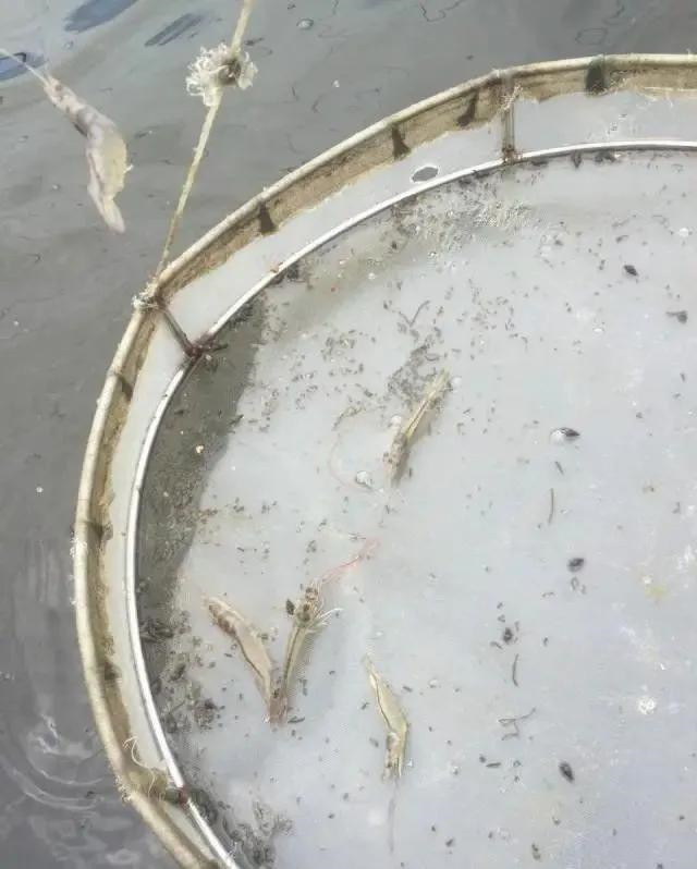 對蝦白便腸炎應該怎么辦？