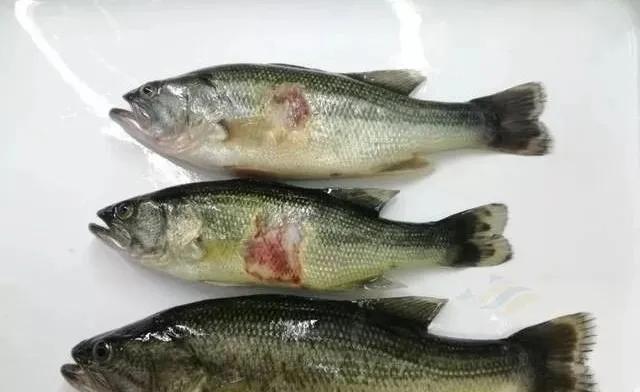 高溫季節(jié)加州鱸寄生蟲病高發(fā)期，一定要提早預(yù)防！