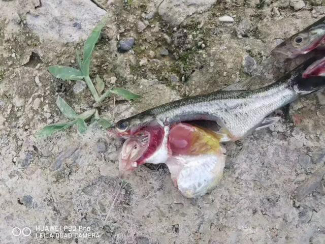 高溫期加州鱸死亡量大，應(yīng)該如何防治？