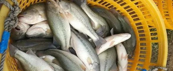 加州鱸高溫期出魚(yú)需要注意什么?