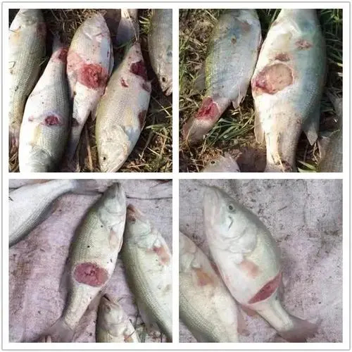 加州鱸爛身應(yīng)該怎么辦？