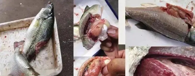 造成加州鱸爆發(fā)肝膽疾病的主要原因