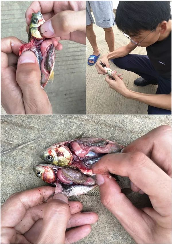 如何預(yù)防草魚(yú)脂肪肝病？