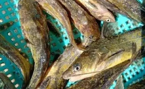 黃顙魚(yú)小瓜蟲(chóng)正確的預(yù)防方法