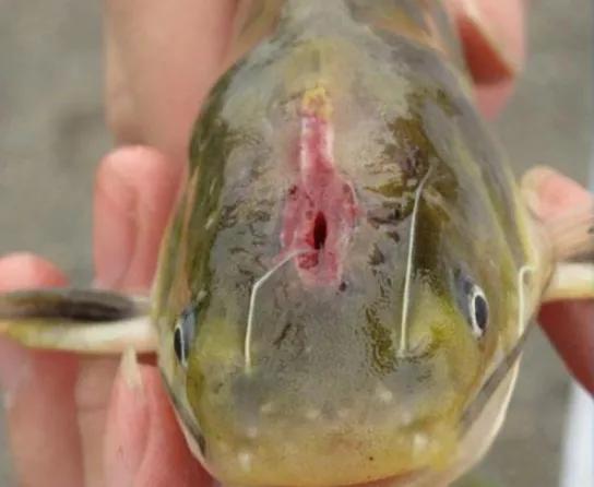 黃顙魚裂頭病發病原因以及防控措施