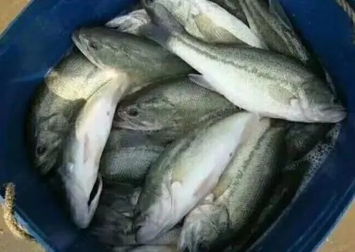 高溫期加州鱸出魚時出現硬骨病怎么辦？