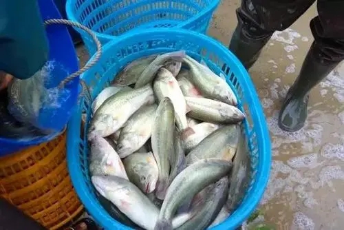 加州鱸如何防止出魚應激死亡？