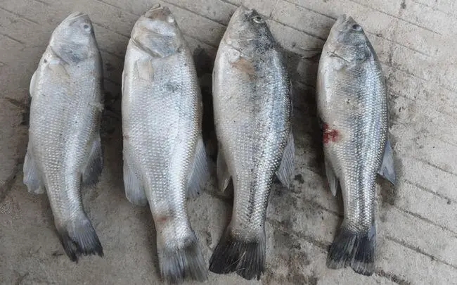 加州鱸如何防止出魚應激死亡？