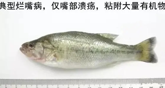 加州鱸爛嘴爛尾不要怕，賽科教你如何防治它