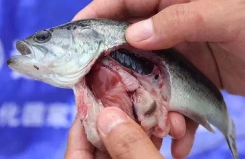 加州鱸細菌性腸炎病應該怎么預防和治療