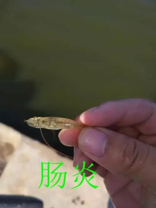 南美白對蝦腸道疾病的誘發因素有哪些