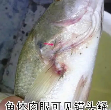 加州鱸錨頭鳋應(yīng)該如何治療？