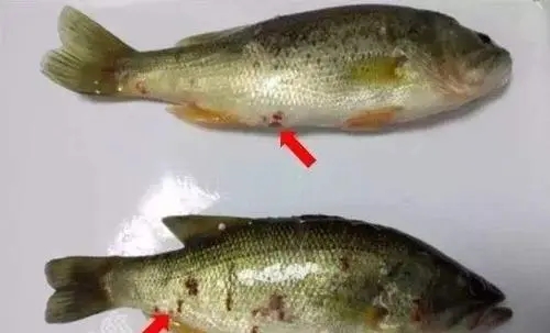 導(dǎo)致加州鱸發(fā)生細(xì)菌性腸炎病的因素，你知道多少？
