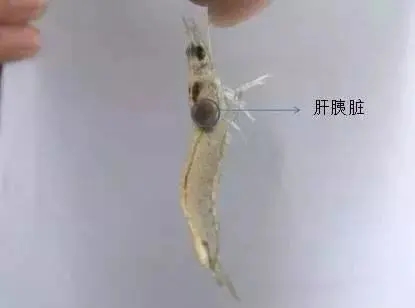 造成對(duì)蝦肝胰腺萎縮的原因和防治方法
