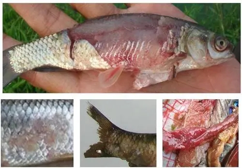 你知道多少有關(guān)草魚爛身的病因