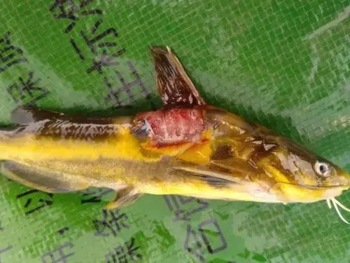 黃顙魚爛身病是如何造成的？