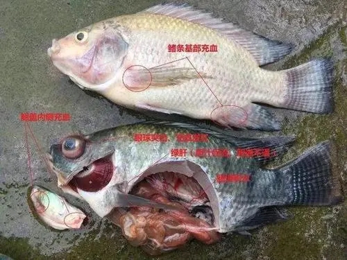 白露期前后如何預防羅非魚鏈球菌病？