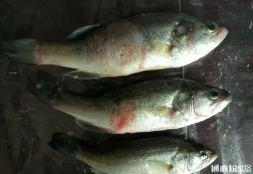 加州鱸虹彩病毒防治規(guī)律和防控措施您知道多少？