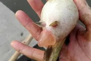 黃顙魚出現(xiàn)腹水病原因有哪些？如何防治黃顙魚腹水病？