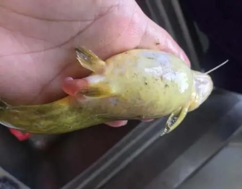 什么原因?qū)е曼S顙魚腹水病發(fā)生？如何防治？