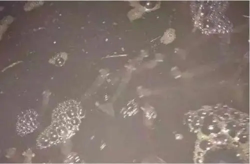 南美白對蝦游塘是怎么回事？養殖戶如何應對？